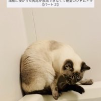 湯船に浸かった尻尾を救い出そうとするシャムミックス