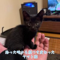 座ってカメラ目線の子猫