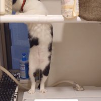 諦める猫