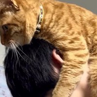 抱き上げた茶トラ猫のお腹に顔を埋める男の子
