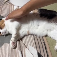 なでなで
