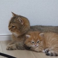 親子猫
