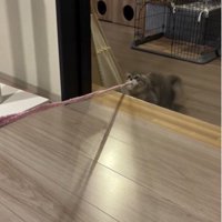 猫じゃらしを持っている猫