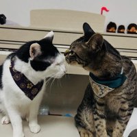 白黒猫の顔を匂うキジトラ猫