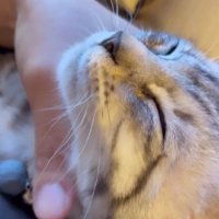 なでられる子猫