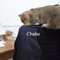 背もたれに乗るちゃぼさん