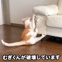 ソファをひっかくむぎくん