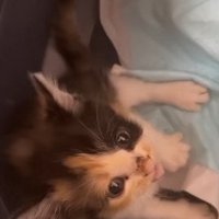 見上げる三毛子猫