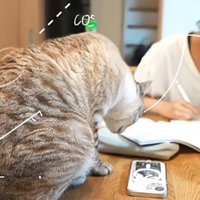 机を嗅ぐ猫