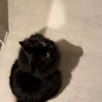 座っている黒猫