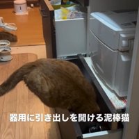 引き出しを開けている猫とそれを見ている猫