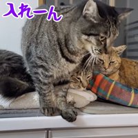 くつろいでいる猫の上に立っている猫
