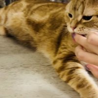 指に付けた水をアメリカンショートヘアに舐めさせる飼い主さん
