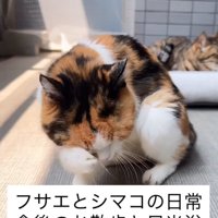 日向ぼっこする猫たち