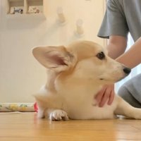 なでられる犬と顔を出す猫