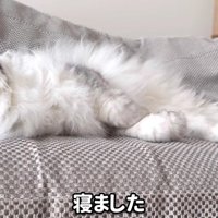 仰向けに寝るモルンさん