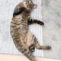 床暖房の上で仰向けに寝っ転がるキジトラ猫