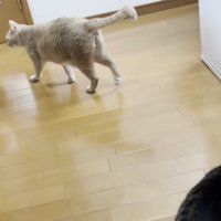 3匹の猫さん