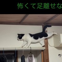 カーテンレールを渡ろうとする猫