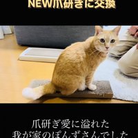 古い爪研ぎの上に座る茶トラ猫