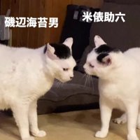 2匹の白黒猫