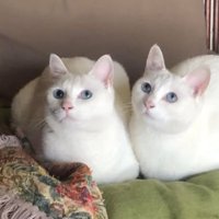 室内にいる猫
