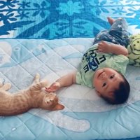 猫の方に手を伸ばしてカメラ目線の赤ちゃん