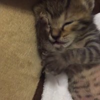 前足で顔を触る子猫