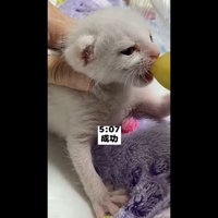 成功(四つん這い)