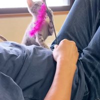 おもちゃで遊んでもらう猫