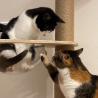 黒白猫の入ったボウルを掻く猫