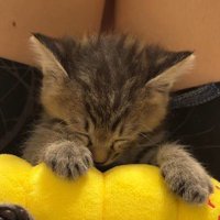 子猫の寝顔