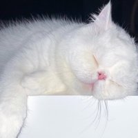 腕をおろして眠っている猫