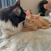 茶トラの子猫に寄りかかられる白黒猫