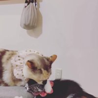 子猫を教育する猫