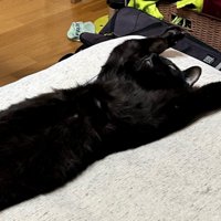 両前足を上げる猫2