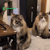 子猫をみつめる先住猫達