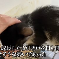 なでられている猫