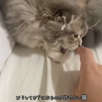 人の指を噛んでいる猫