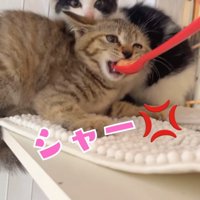 ハチワレ子猫の前でスプーンを口に入れられているキジトラ子猫