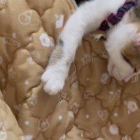 はみだしている猫