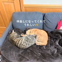 くっついて寝ている2匹の猫