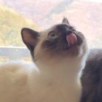 上を向いて舌を出す猫