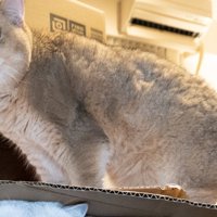段ボールの上の猫