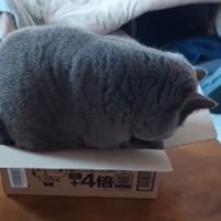 ダンボール箱に入ろうとする猫