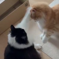茶白猫の頭に前足を乗せる白黒猫
