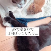 ひなたぼっこをする3匹の猫