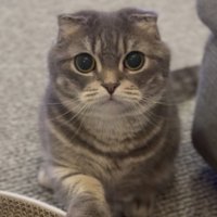 お手をするマンチカン