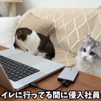 パソコンを見ている長毛の猫