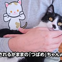 抱っこされる子猫